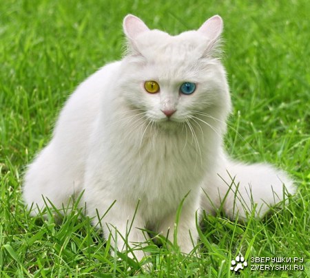 � ������� ������ ���! :)