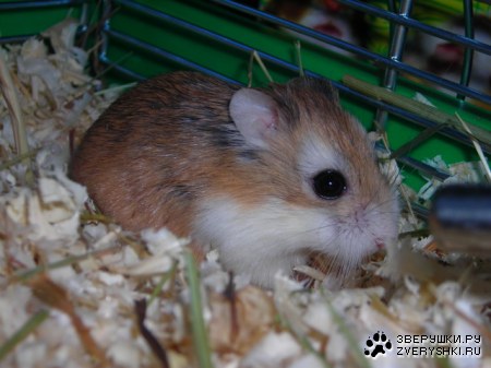 ��������� ������� :)