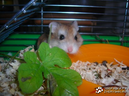 ��������� ������� :)