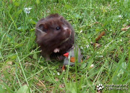 ������ :)