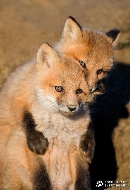 �� ����� �������� (7 ����)