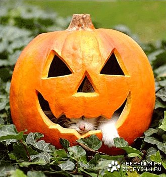 ������� ��������� ��� ��������� ;)