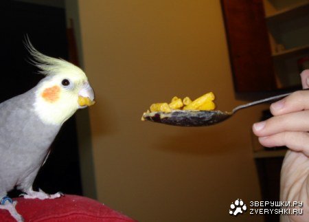 � ��� � �� ����� ��������? :)