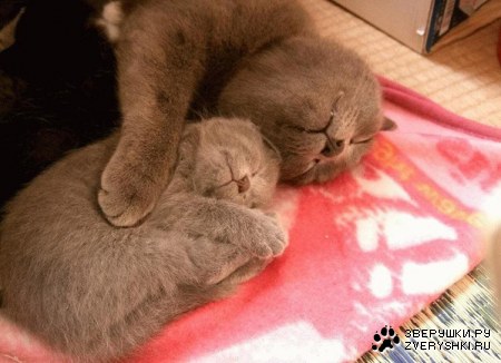 ���������� �������� :)