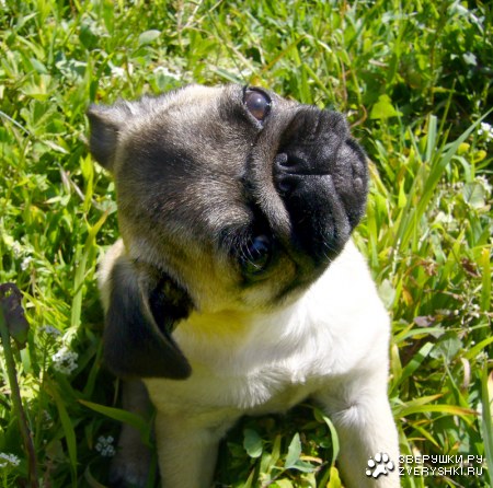 ������� :)