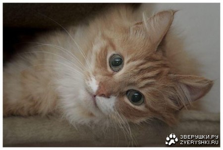 ������ (9 ����)