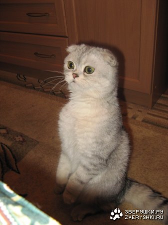 ������ :)