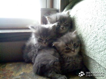 ���������� :)