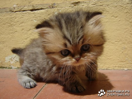 � �� ���� �� ZooTube.ru? :)