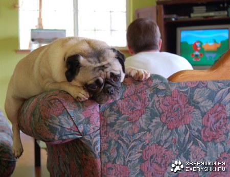 ���������...