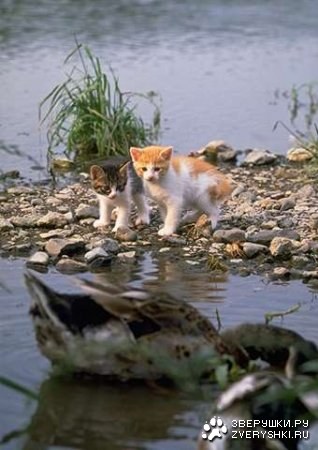 ����� - ��� ����, ������������ �� �����... (10 ����)