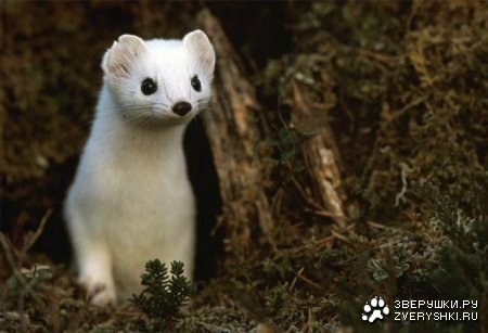 ����� ���������� :) (4 ����)