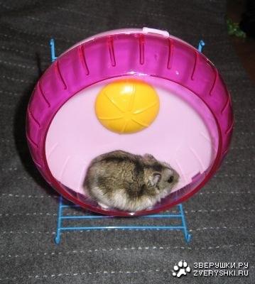 ����� ������� ��� �������: ������ � ����������� ����.