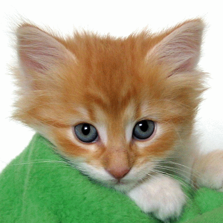 ��� ���� �������� :)