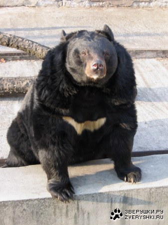 "���������" ��� ����������� :)