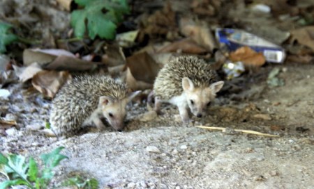 ������ ������� :)