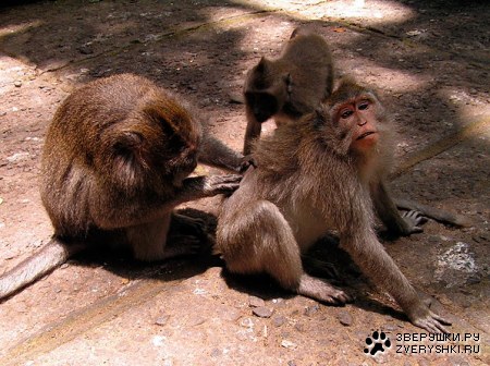 �. ����. ����. ��� ������� :) (5 ����)