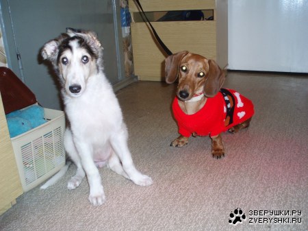 ������� �������� :)