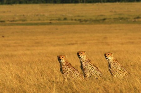 ���������� ������� (7 ����)