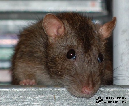 ����������! :) (10 ����)