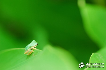 ����������� ��� ���! :)