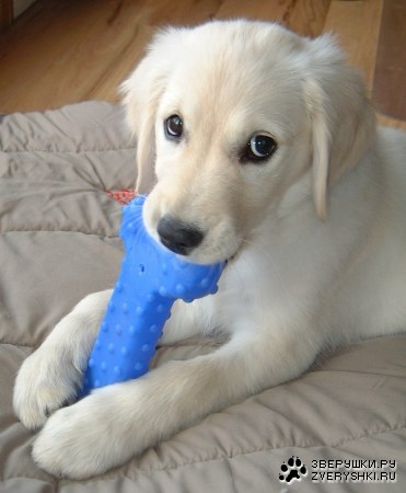 ������� �������� :)