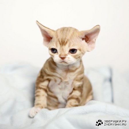 ������� ����� :)