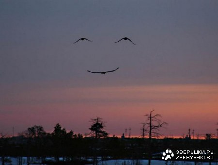 ������ �������... :)