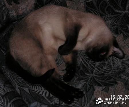 �������� :)