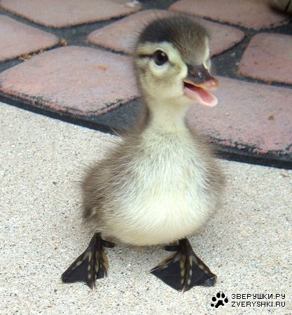 ��������� ��� :)