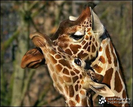 ������ ������... :)