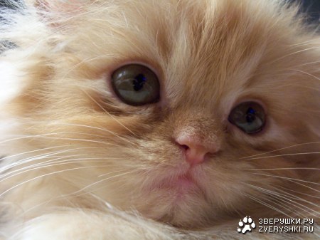 ������ ��� ���� :)