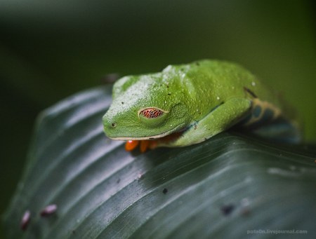 ������ �����-����