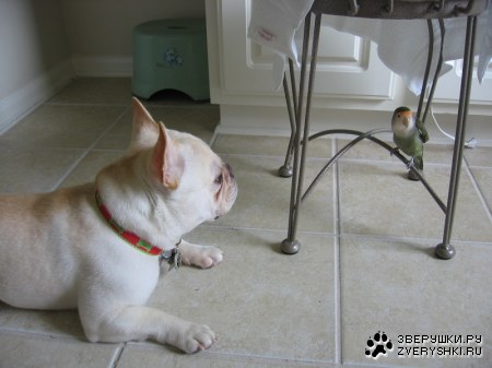 ��� � ������������� :)