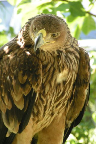 ������ �������� :)