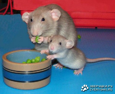 ������� ������� ��� ����� ��������� ;)