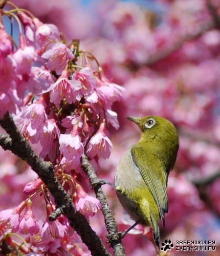 �������� ��� ���! :)