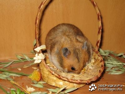 ������� :) (5 ������� ����)