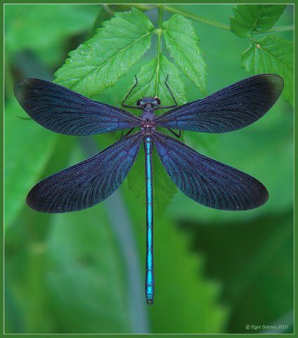 �������� ��� ��������� (5 ����������)