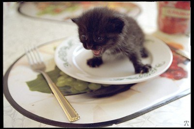 Эй, где мой завтрак?! :)