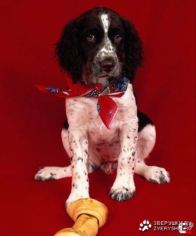 Белый Бим, чёрные ушки :)