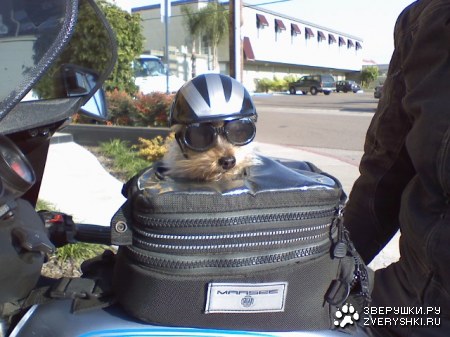 ������������ �������� :)