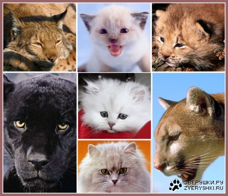 �������: ����� � ������� :)