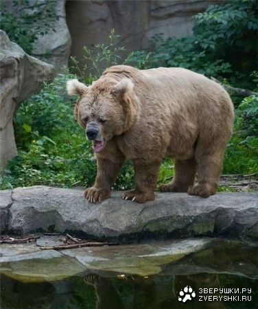 ��, �����, �����... :)