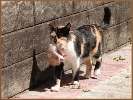 ����������� ������� :)