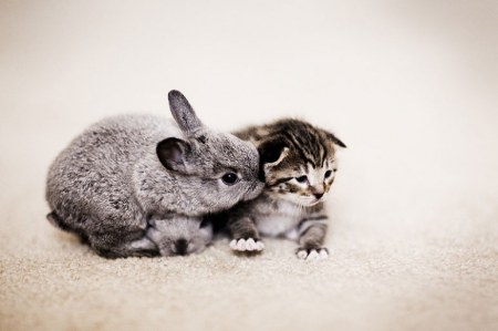 ������������ ������ ������ ������ (10 ����������)