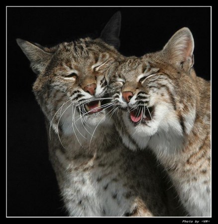 ��������� ������ :)