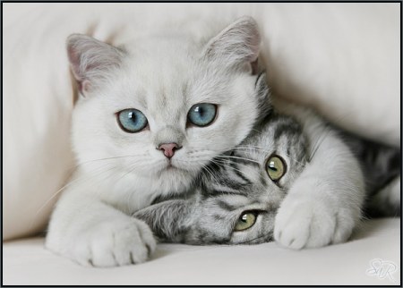 ������ ������ �� ������ :)