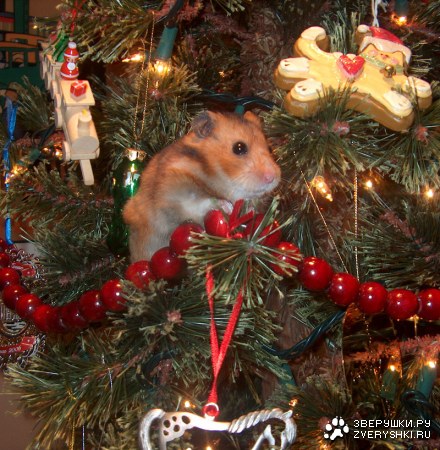 � �� ��� ���������� � ������ ����? :)