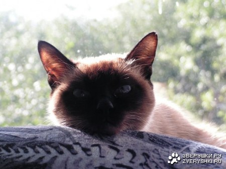 ������ ����� :)